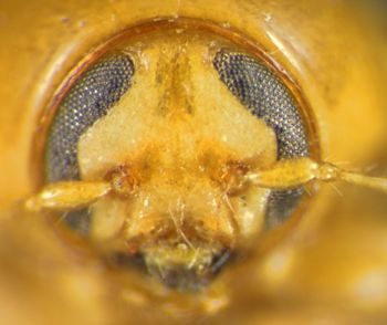 Media type: image;   Entomology 4277 Aspect: head frontal view